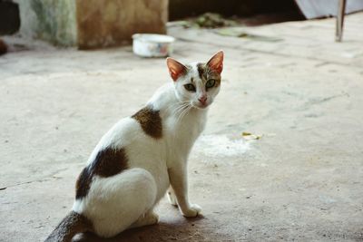 Portrait of cat sitting outdoors