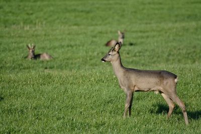 Side view of deer on field
