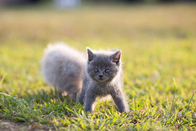 Close-up of cute kittens standing on grassy field