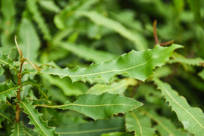 Close-up of fresh green leaves