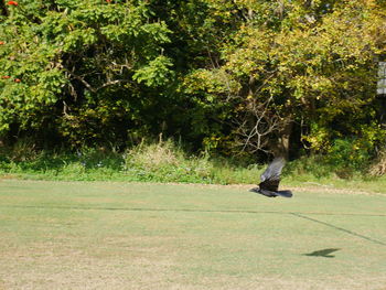 View of a bird on ground