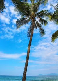 Palm tree by sea against sky