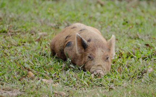 Close-up of dog lying on field