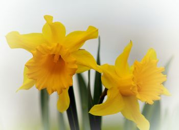 Close-up of yellow flower
