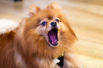 Close-up of a dog looking away