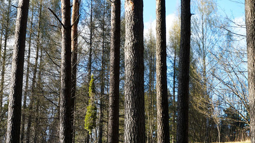 Bare trees in forest against sky