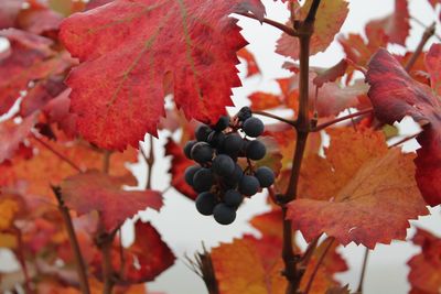 Close-up of fruits on tree during autumn