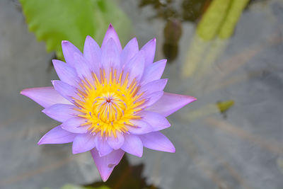 Close-up of purple lotus water lily in pond