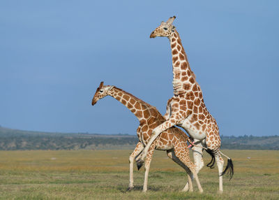 Giraffe in the wild, east africa