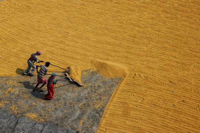 Paddy collectors. people are stretching and pulling golden paddy to dry at a rice mill of india.