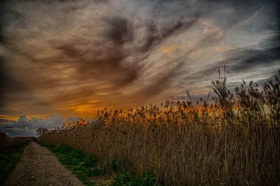 Plants against sky at sunset