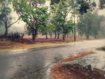 Road amidst trees in forest