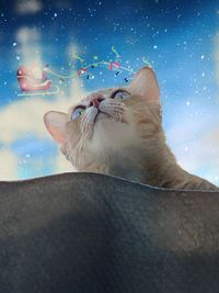 Digital composite image of a cat