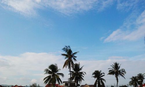 Low angle view of palm trees against sky