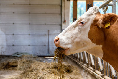 Cow in a shed