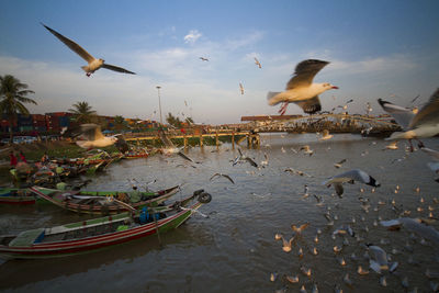 Seagulls flying over sea against sky