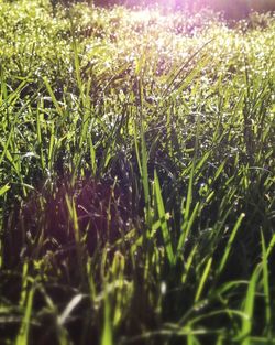 Grass growing on field
