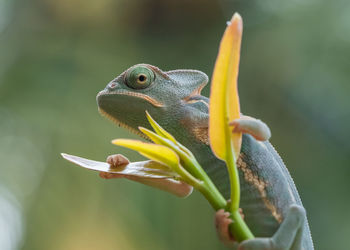 Close-up of insect on plant
