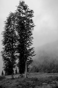 Trees in forest