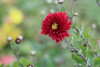 Close-up of purple flowering plant