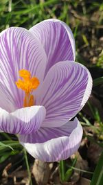 Close-up of purple crocus flowers