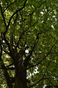 Low angle view of trees in forest