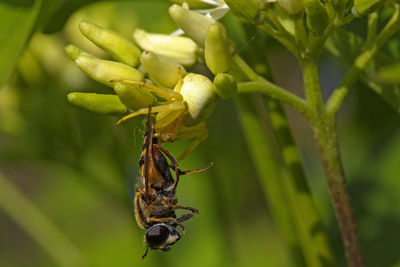 Crab spider with a prey on a flower