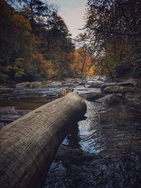 Scenic view of river in forest against sky