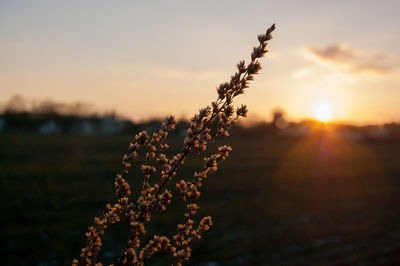 Close-up of flower growing on field against sky during sunset