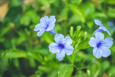 Close-up of purple flowering plants