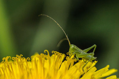 Close-up of insect on yellow flower