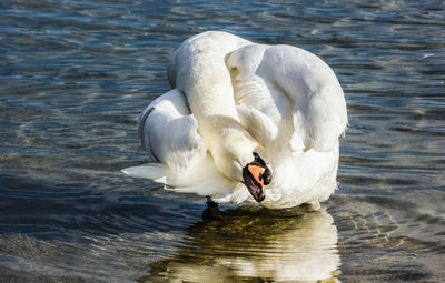 Swan swimming in lake