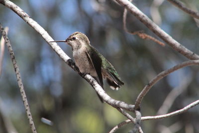 Close-up of bird perching on branch