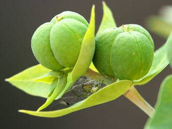 Close-up of fruit against black background