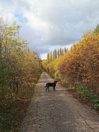 Dog on road amidst plants against sky