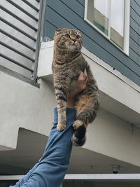 Full length of a cat