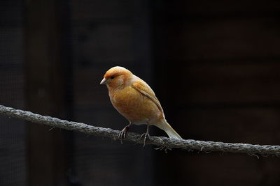 Close-up of bird perching outdoors