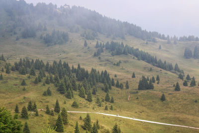 Scenic view of pine trees against sky