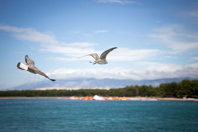 Seagulls flying over sea against sky