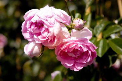 Close-up of pink rose