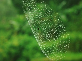 Close-up of spider on web