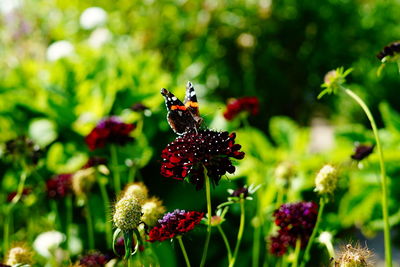 Close-up of insect on flower