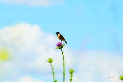 Close-up of bird perching on flower