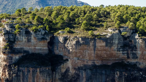 Panoramic view of trees and rocks