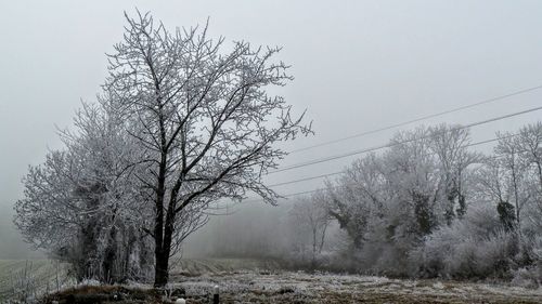 Trees on landscape against clear sky