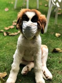 Portrait of puppy on field