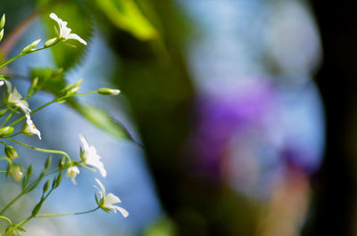 Close-up of purple flowering plant