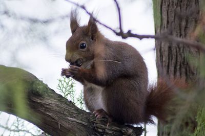 Close-up of squirrel eating tree