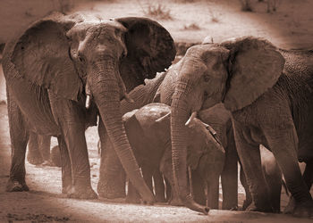 Elephant on stone wall