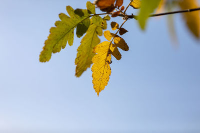 Low angle view of yellow leaves against sky